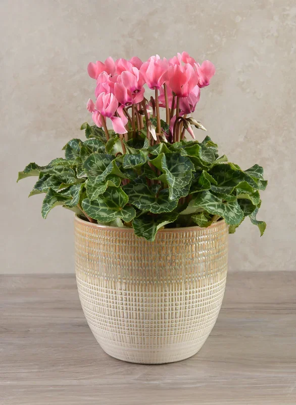 5in Tall Hinata Running Glazed Cachepot