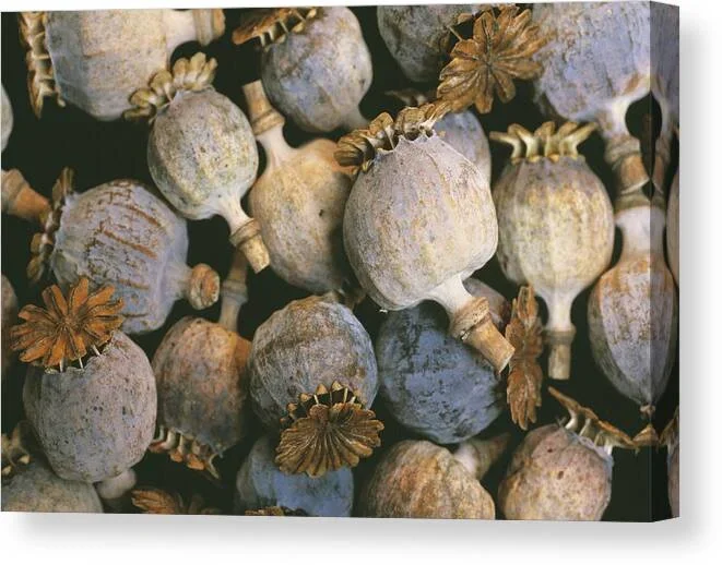 Dried Opium Poppies Canvas Print