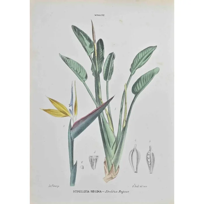 Vincenzo Tenore, Strelitzia Reginae, Lithograph, 1870s