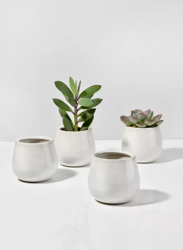 White Stoneware Bowls for Low Centerpieces or Small Plants