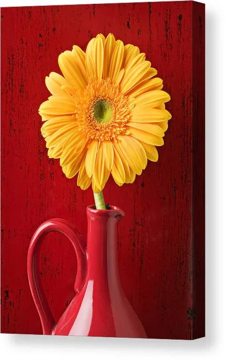 Yellow daisy in red vase Canvas Print