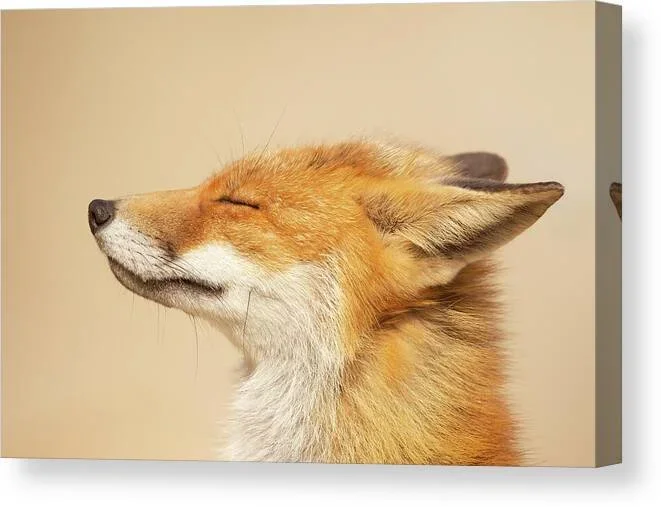 Zen Fox Series – May You Be Happy Canvas Print